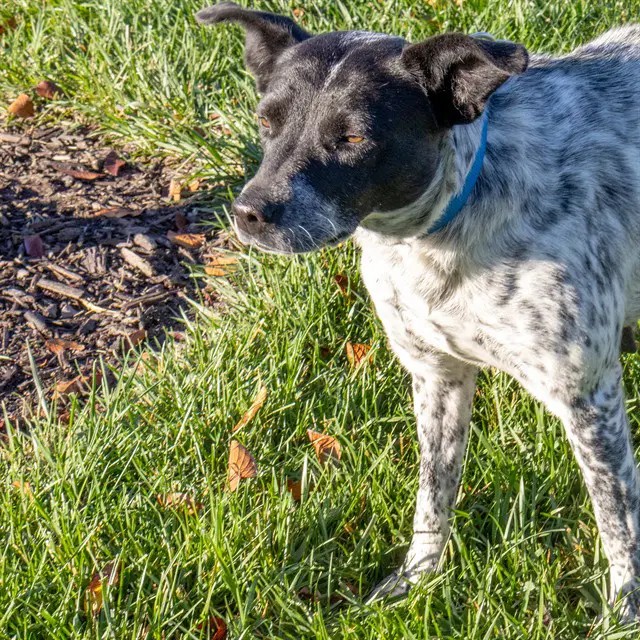 Waverly - Australian Cattle Dog/Blue Heeler