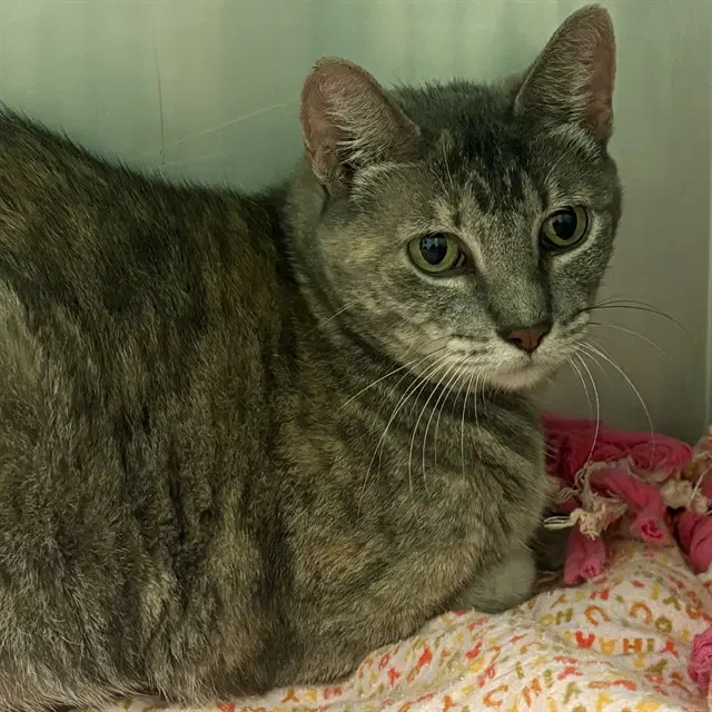 Woolfie - Domestic Short Hair