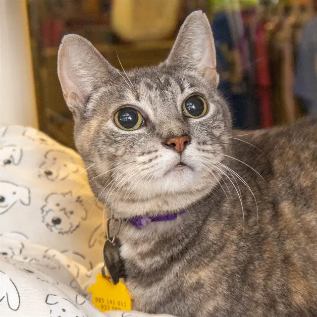 Woolfie - Domestic Short Hair