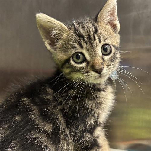 REIGN, a cat for adoption from Humane Society of Missouri - Maryland Heights