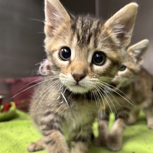REBA, a cat for adoption from Humane Society of Missouri - Maryland Heights