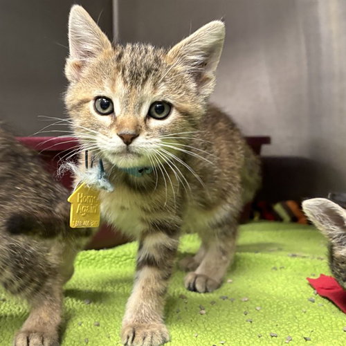 RENEE, a cat for adoption from Humane Society of Missouri - Maryland Heights