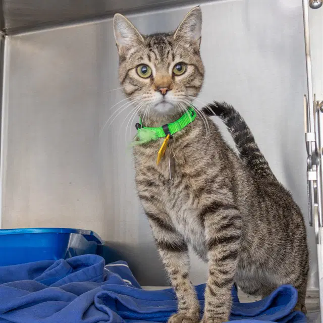Fuzz Lightyear - Domestic Short Hair