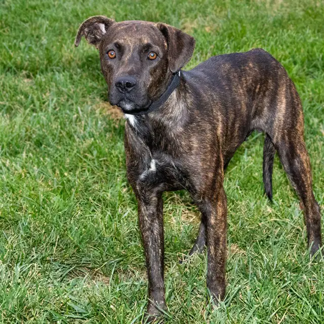 Pocky - Plott Hound