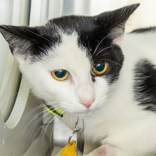 ICHABOD, a cat for adoption from Humane Society of Missouri - Maryland Heights