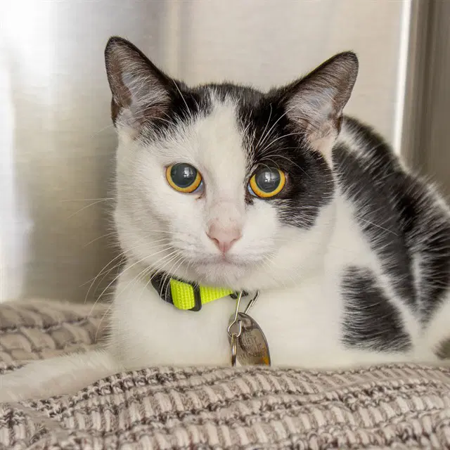 Ichabod - Domestic Short Hair