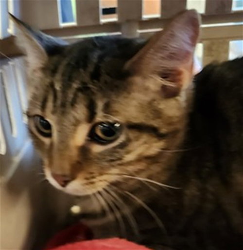TAROT, a cat for adoption from Humane Society of Missouri - Maryland Heights