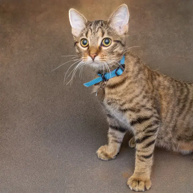 Tarot - Domestic Short Hair