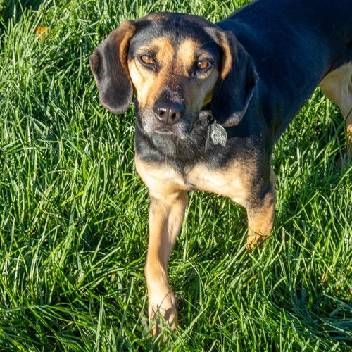 WINNIE, a dog for adoption from Humane Society of Missouri - Maryland Heights