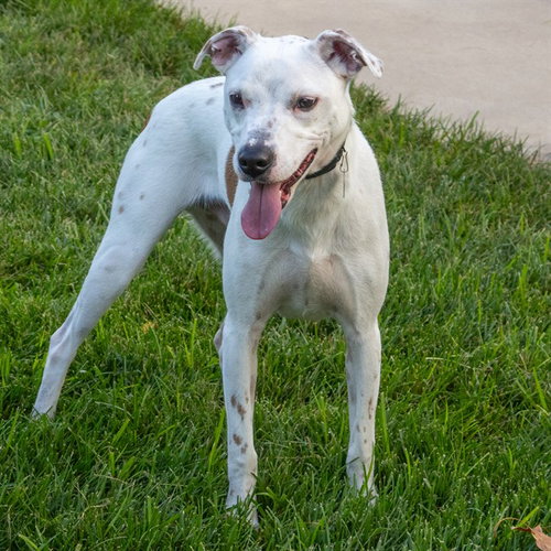 BINGO, a dog for adoption from Humane Society of Missouri - Maryland Heights