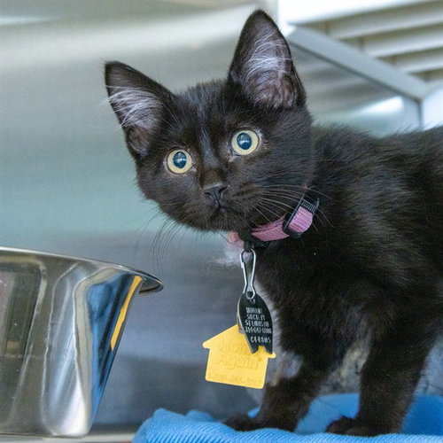 MORELLA, a cat for adoption from Humane Society of Missouri - Maryland Heights