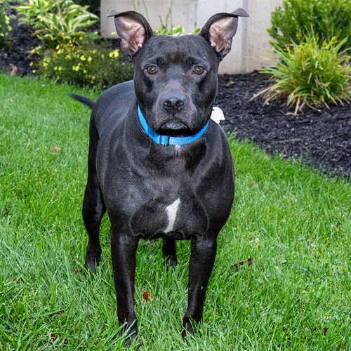 IKEA, a dog for adoption from Humane Society of Missouri - Maryland Heights