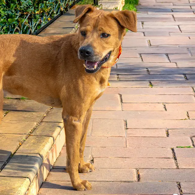 Eloy - Labrador Retriever