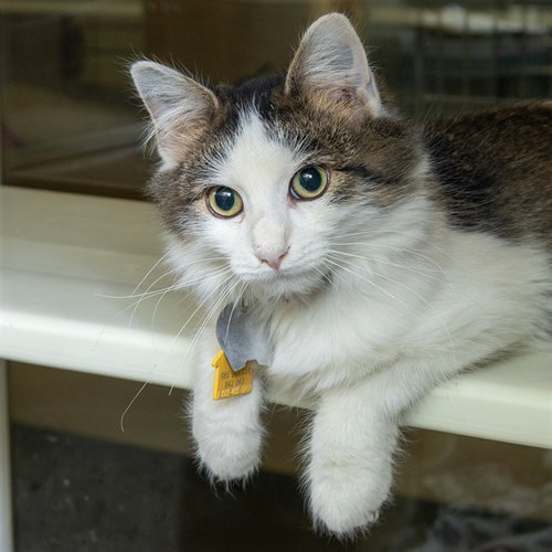 IKE, a cat for adoption from Humane Society of Missouri - Maryland Heights