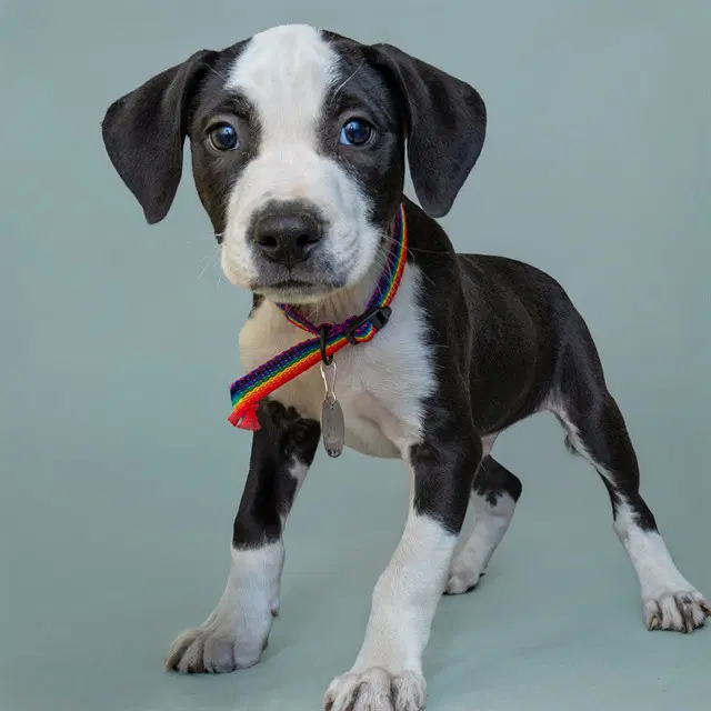Marker - Plott Hound