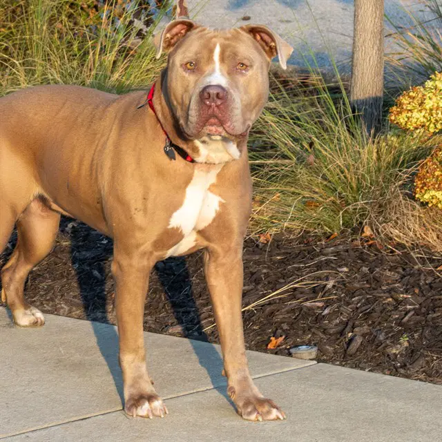 Django - Pit Bull Terrier