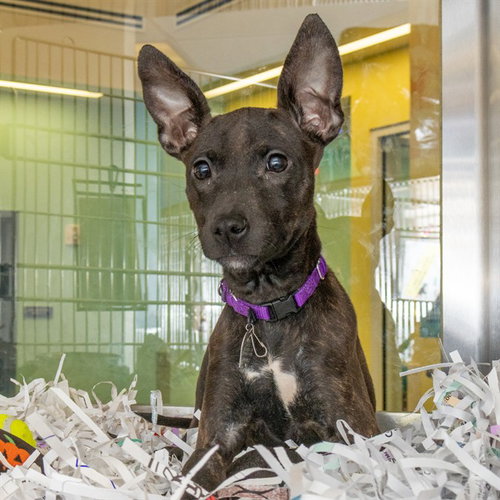 FIONA, a dog for adoption from Humane Society of Missouri - Maryland Heights