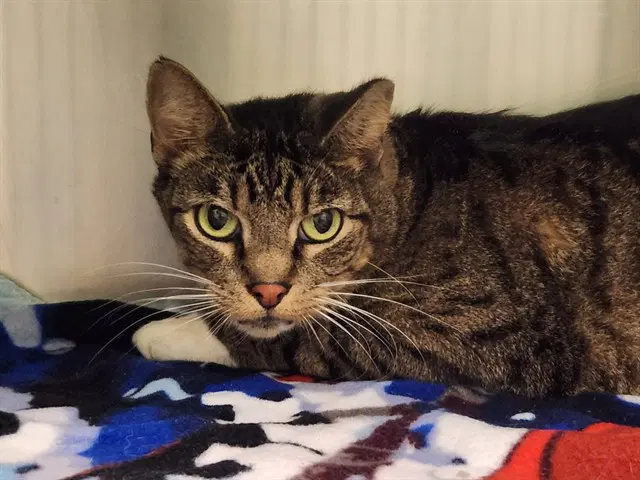 Cougar - Domestic Short Hair