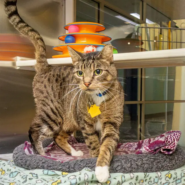 Cougar - Domestic Short Hair