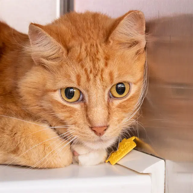 Wuzzy - Domestic Medium Hair