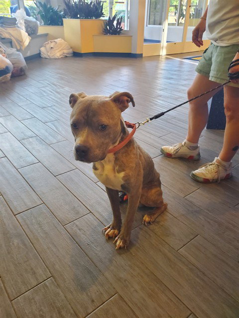 COOLIO, a dog for adoption from Humane Society of Missouri - Maryland Heights