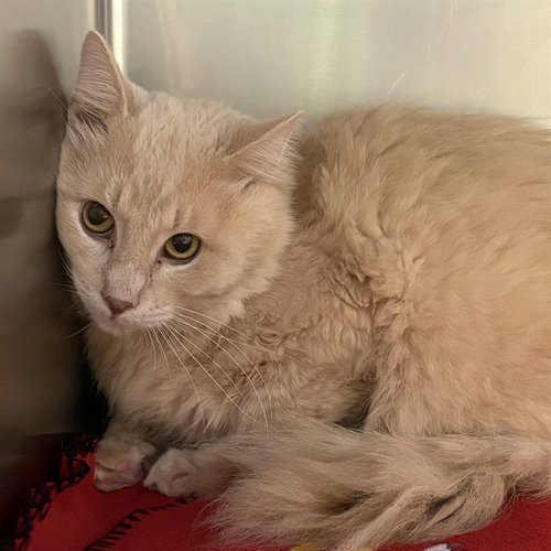 BIFFY, a cat for adoption from Humane Society of Missouri - Maryland Heights