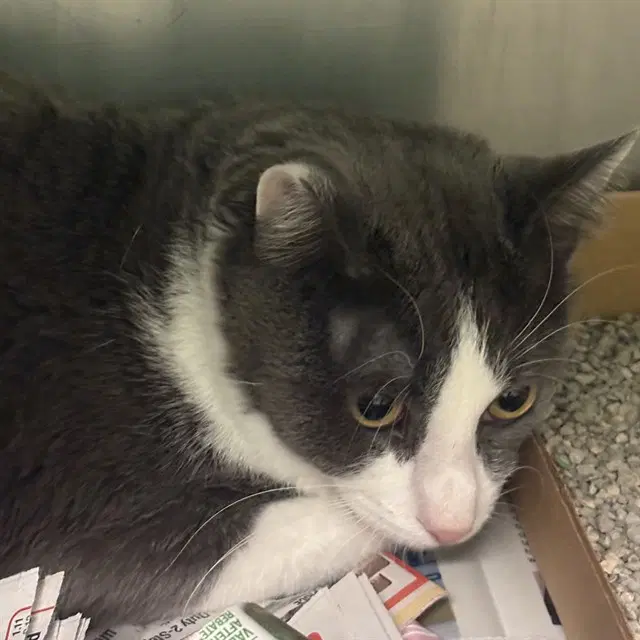 Tim Tim - Domestic Short Hair