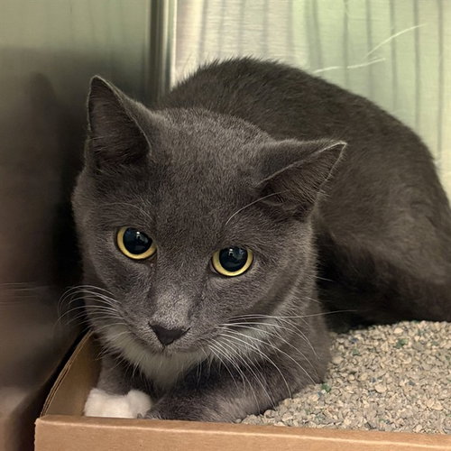 GLORIA, a cat for adoption from Humane Society of Missouri - Maryland Heights