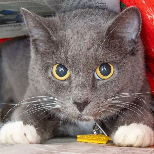 Gloria - Domestic Short Hair