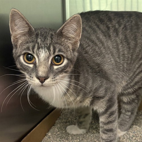 TACO, a cat for adoption from Humane Society of Missouri - Maryland Heights