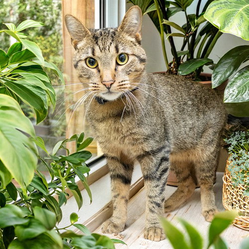 BUNNY HOP, a cat for adoption from Humane Society of Missouri - Maryland Heights