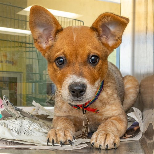 HENRY, a dog for adoption from Humane Society of Missouri - Maryland Heights