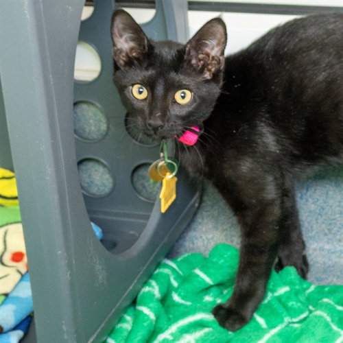 MARY, a cat for adoption from Humane Society of Missouri - Maryland Heights