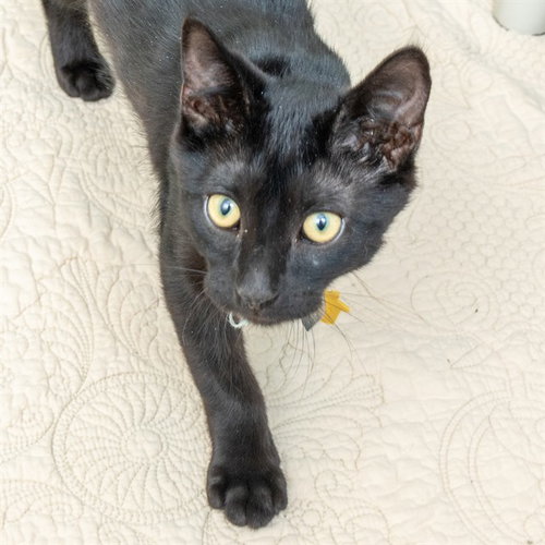 SMOKE, a cat for adoption from Humane Society of Missouri - Maryland Heights
