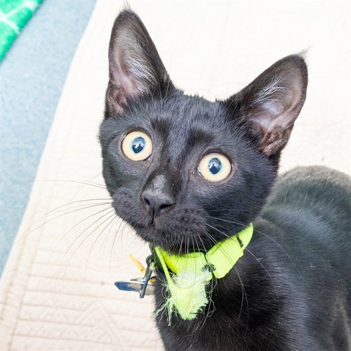 STACK, a cat for adoption from Humane Society of Missouri - Maryland Heights