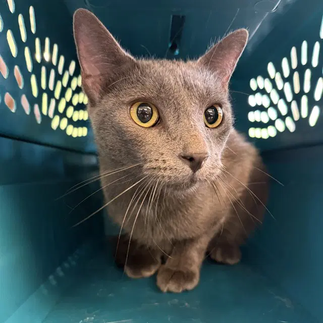 Yoda - Domestic Short Hair