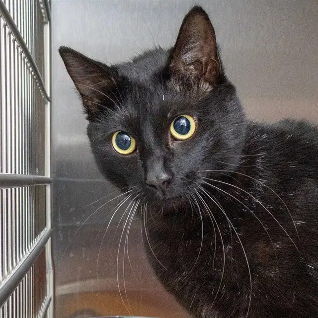 Scarlett - Domestic Short Hair