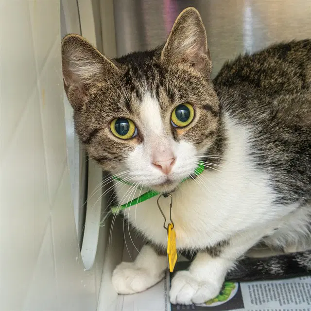 Fandango - Domestic Short Hair