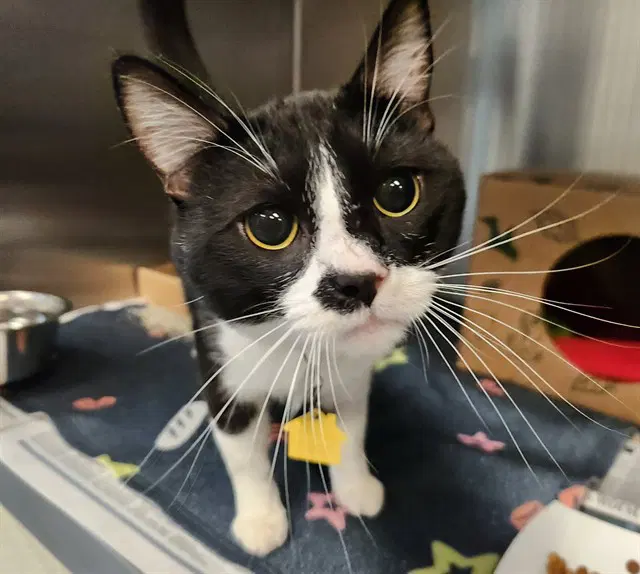 Pantaloon - Domestic Short Hair