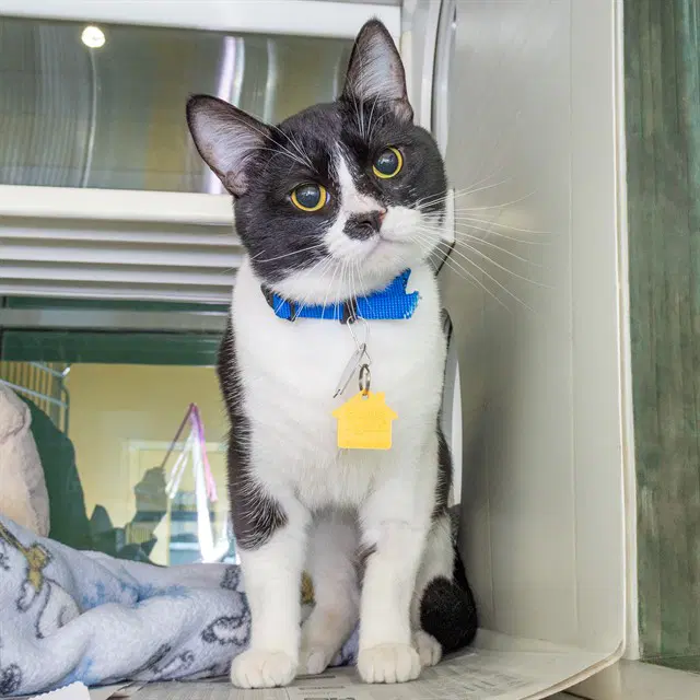 Pantaloon - Domestic Short Hair