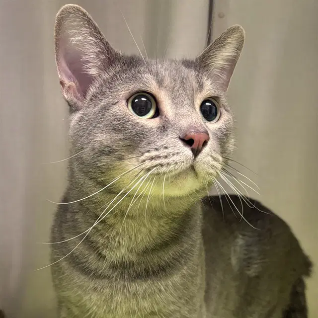 Gordon - Domestic Short Hair