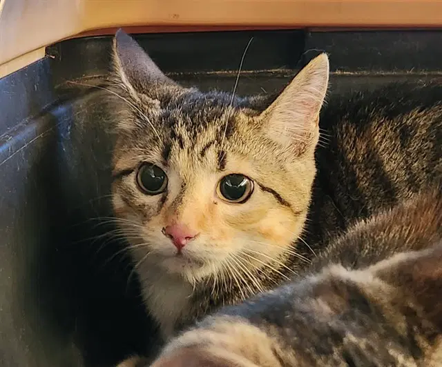 Cinnamon - Domestic Short Hair