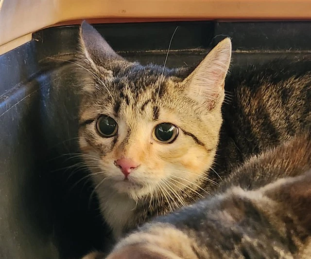 Cinnamon