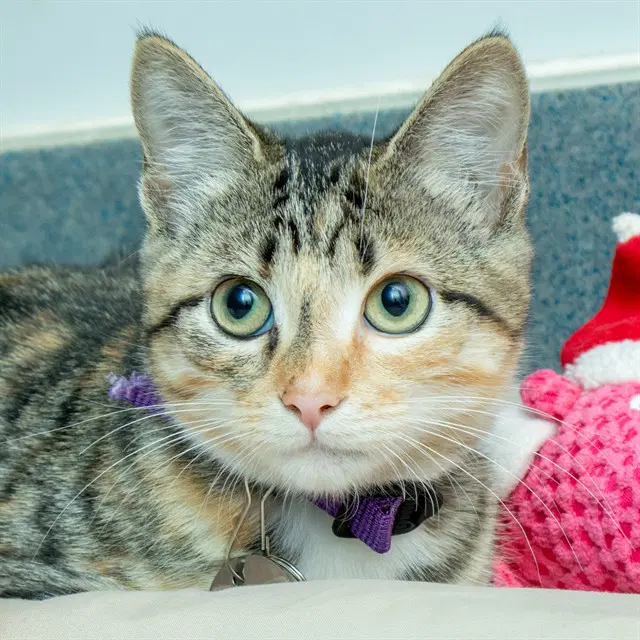 Cinnamon - Domestic Short Hair