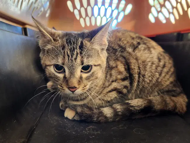Spice - Domestic Short Hair