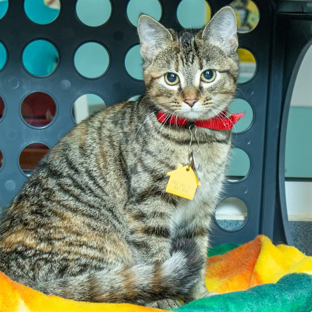 Spice - Domestic Short Hair