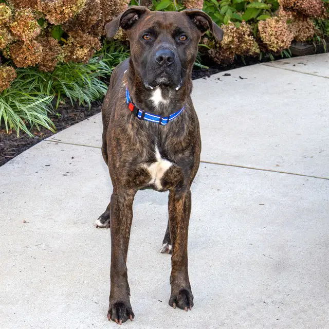 Bear - Pit Bull Terrier