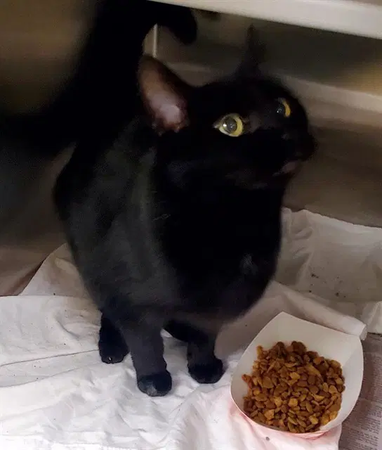Cotton - Domestic Short Hair