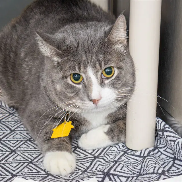Cotton - Domestic Short Hair