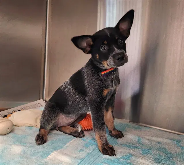 Gladys - Queensland Heeler